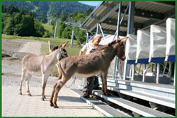 Esel an der Gondelstation